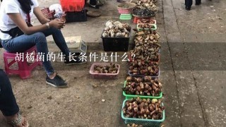 胡杨菌的生长条件是什么?