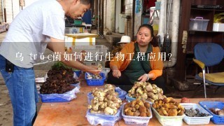 乌 trúc菌如何进行生物工程应用?