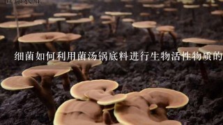 细菌如何利用菌汤锅底料进行生物活性物质的整合?