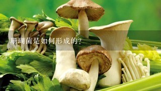 珊瑚菌是如何形成的?