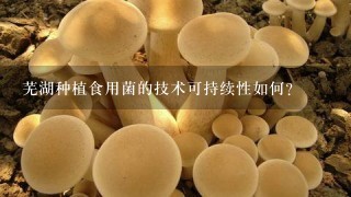 芜湖种植食用菌的技术可持续性如何?