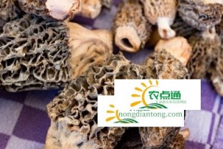 新羊肚菌功效与作用,第2图