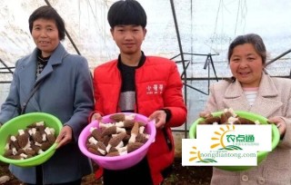 甘肃省陇南市成县群众增收致富的朝阳产业“菌王之王”之称的羊肚菌种植养殖,第2图
