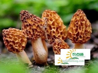 羊肚菌的功效图片,第2图