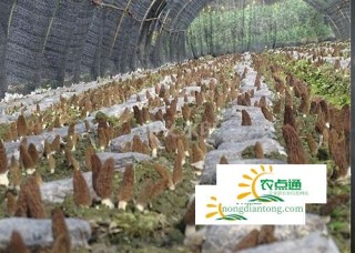 世界最大羊肚菌出口基地将在金堂县建成,第3图