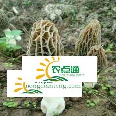 羊肚菌红枣排骨汤,第2图