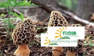 吃羊肚菌功效果,第3图