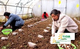 甘肃省陇南市成县群众增收致富的朝阳产业“菌王之王”之称的羊肚菌种植养殖,第1图
