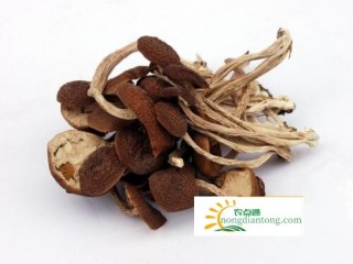 茶树菇可以去火，茶树菇图片,第3图