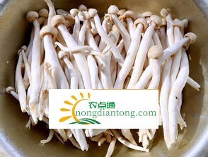 新鲜茶树菇功效,第2图