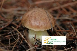 牛肝菌泡发多长时间，干牛肝菌的营养价值,第3图