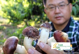 枫泾成功试种30亩赤松茸,第1图