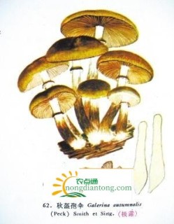 类似茶树菇的菌类,第4图