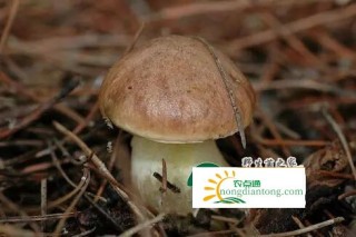 新鲜牛肝菌图片,第6图