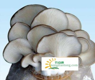 平菇蘑菇有营养吗,第1图