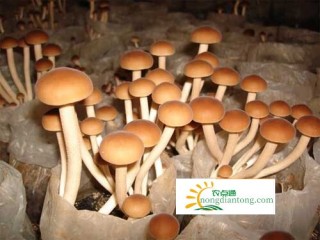 茶树菇干功效与禁忌,第1图