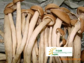 茶树菇干货多少钱一斤？,第3图