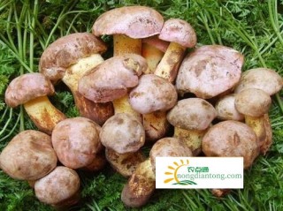 野生白葱牛肝菌怎么做好吃？白葱菌的介绍及美味做法,第1图