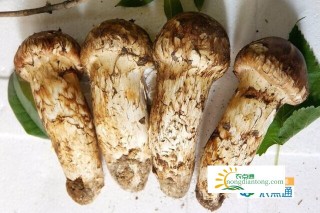 野生松茸菌可以生吃吗？怎样吃更好？,第1图