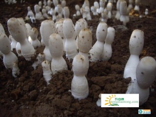 鸡腿菇的菌种怎么种植及种植前景,第3图