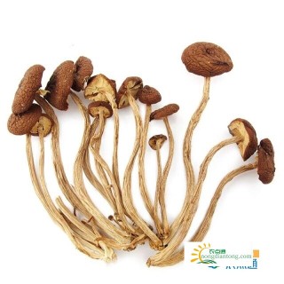 茶树菇的营养价值和功效有哪些，怎样做茶树菇营养价值更高？,第1图