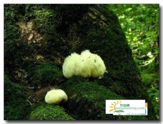 山珍猴头——野生猴头菇,第5图