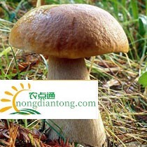 华美牛肝菌又名见手青,第1图