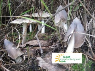 野生菌鸡纵有什么营养价值？有丰富的多糖物质,第1图