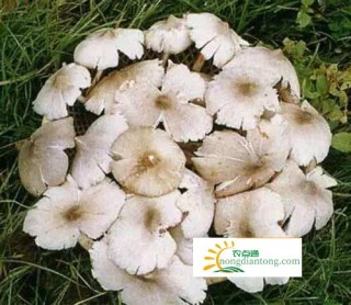 白色鸡枞菌的人工种植,第2图