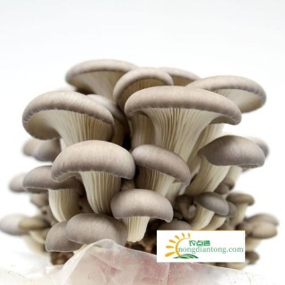 水蘑菇和平菇有区别吗,第2图