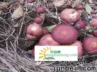 枫泾成功试种30亩赤松茸,第2图