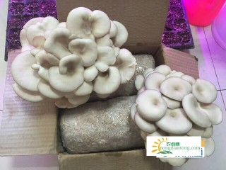 家庭平菇菌包种植过程,第1图