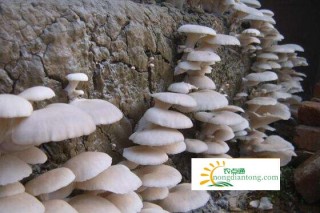 二百平米房子能收多少公斤蘑菇平菇,第3图