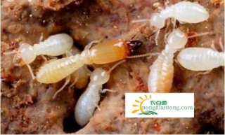 养殖白蚁能长鸡枞菌吗,第1图