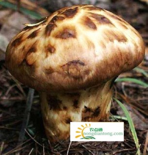 松茸蘑菇怎么储藏及如何挑选最优质的新鲜松茸？,第2图