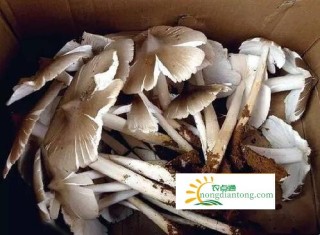 吃鸡枞有哪些好处？可以治疗食欲不振吗？,第1图