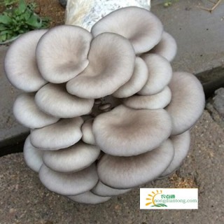 家庭平菇菌包种植过程,第2图