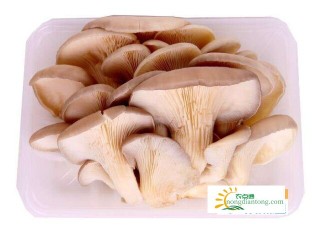 平菇蘑菇能种家里吗,第2图