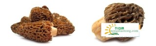 羊肚菌和松茸哪个好吃？功效区别是什么？,第4图