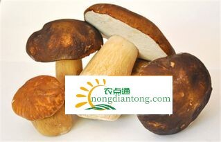 牛肝菌图片功效与作用，吃牛肝菌中毒怎么办,第2图