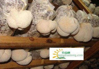 猴头菇的种植条件，介绍种植猴头菇需要的六大条件,第3图