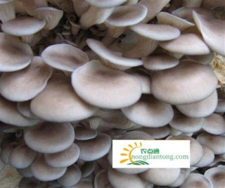 食用菌平菇栽培有哪些新技术：适合季节,第3图