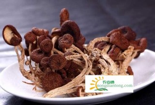 茶树菇的营养价值，茶树菇怎么吃,第3图