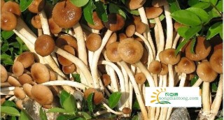 茶树菇的功效与作用禁忌，茶树菇不适宜和什么一起吃？,第3图