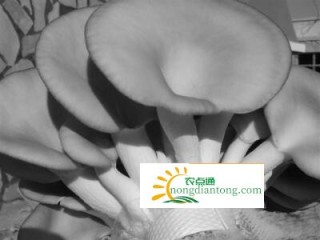 莲子壳怎样做食用菌平菇菌袋,第3图