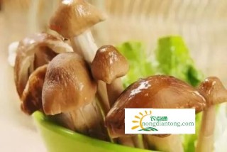 不会说谎的有机食品——鸡枞菌,第1图