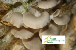 一个平菇菌棒能出多少蘑菇,第2图