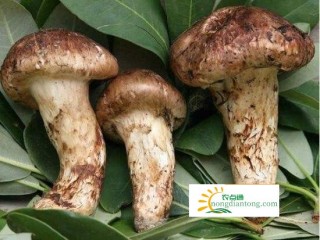 松茸和羊肚菌的区别,第4图