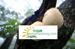 “宝新”复兴常山猴头菇产业,第2图