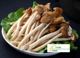 野生茶树菇怎么辨认，哪些人不适宜吃茶树菇,第1图